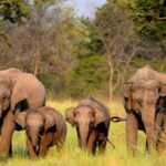 जानें, आपदा के दौरान कैसे बचें