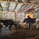 अब तक प्रदेश में 3.63लाख क्विंटल चीनी का हुआ उत्पादन