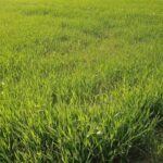 कारोबारी ने खुद को मारी गोली