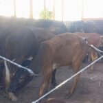 अटरिया मार्ग के निर्माण का तिलकराज के श्रेय लेने को बताया राजनीतिक बेशर्मी