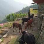 गढ़ीनेगी नगर पंचायत अध्यक्ष पद पर भाजपा की हार
