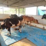 भाजपा नेता विवेक के कार्यालय पर सांसद ने समस्याओं पर चर्चा